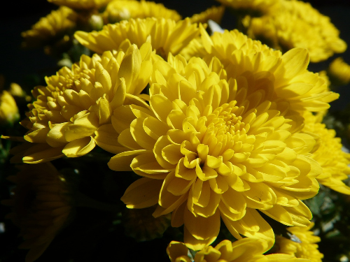 국화 (Chrysanthemum)의 이야기, 꽃의 상징과 꽃말, 종류와 색상, 재배 요령