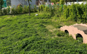 반려견과 함께하는 전국휴게소