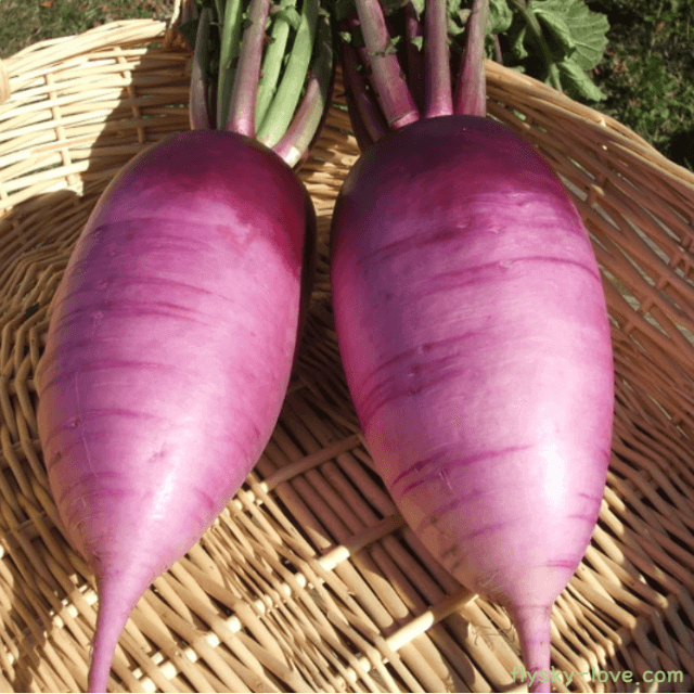 안토시아닌이 풍부한 자색무