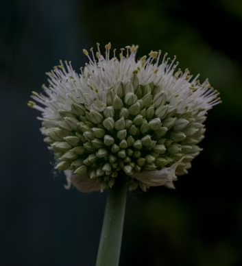 대파 효능과 부작용 고르는법