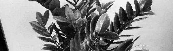 햇빛: 통풍 잘되는 반음지 (직사광선 지양)