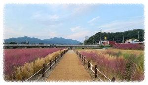 유구핑크뮬리정원