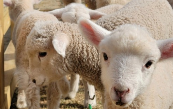 순수 양떼 목장