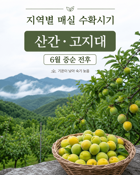 매실수확시기