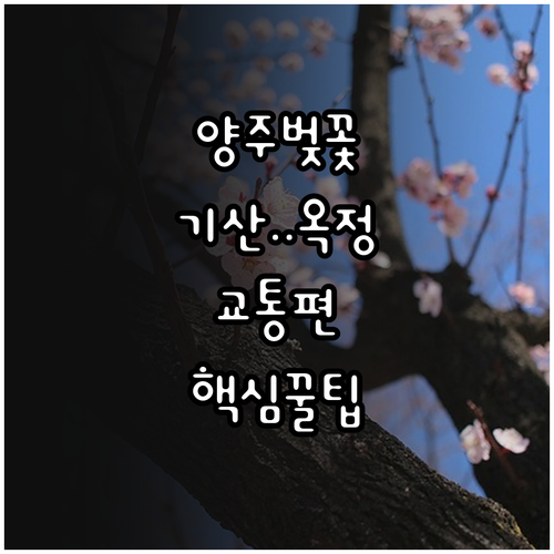 기산저수지 양주시청 옥정공원 벚꽃 관..