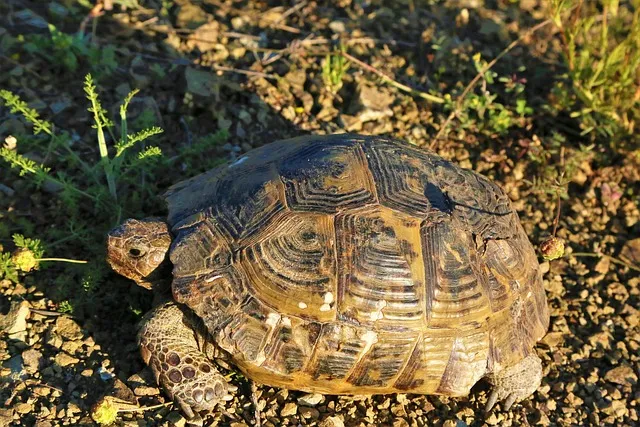 온라인광고심의제도