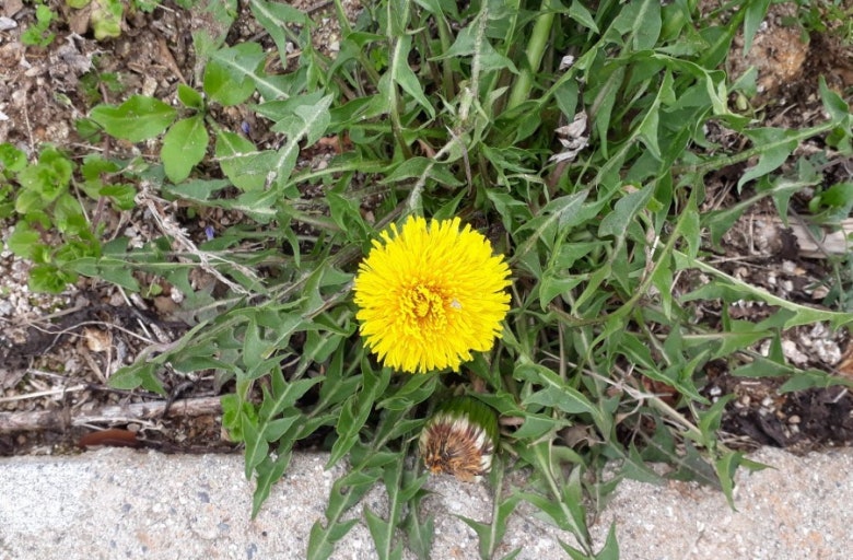 노란민들레 관련 사진