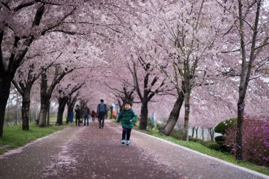부산 벚꽃 명소 추천 숨겨진 뷰포인트_2