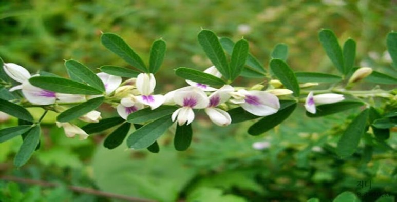 야관문 효능 7가지와 부작용 총정리