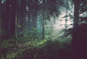 국립자연휴양림 예약통합시스템 국립자연휴양림 예약방법