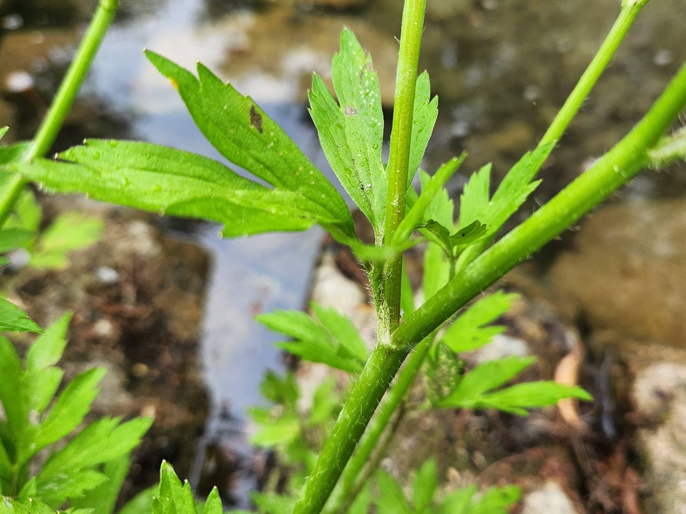 털개구리미나리