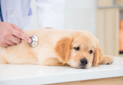 진료받는 강아지