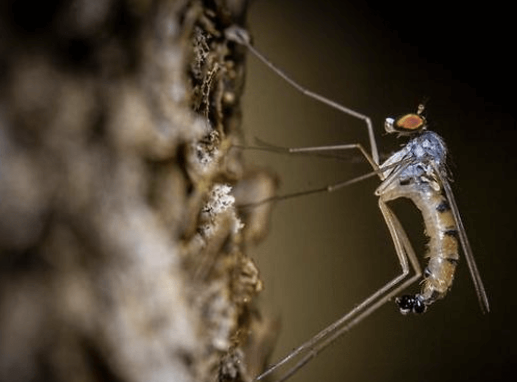 말라리아 경보 발령 – 질병관리청 발표 내용 및 대응 가이드