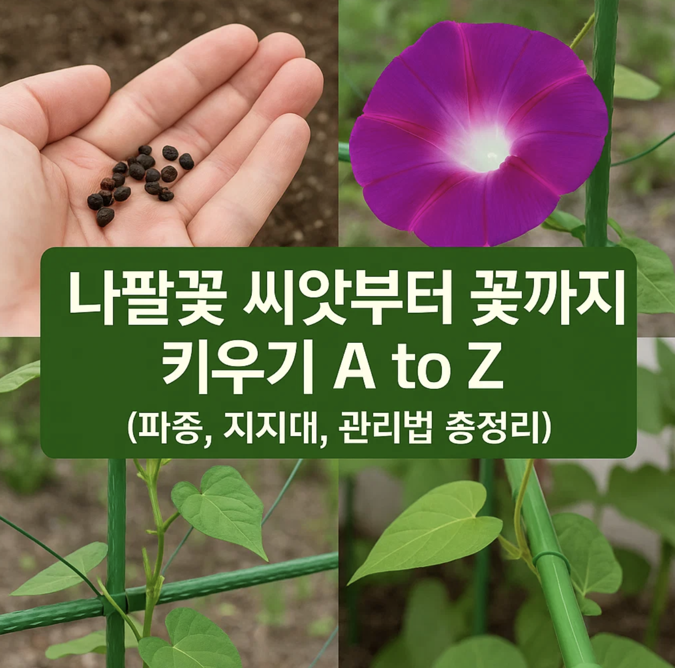 나팔꽃 씨앗부터 꽃까지 키우기 A to Z (파종, 지지대, 관리법 총정리)