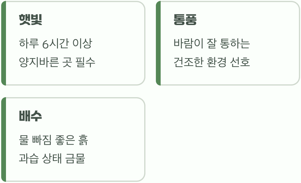 천일홍을 위한 최고의 명당