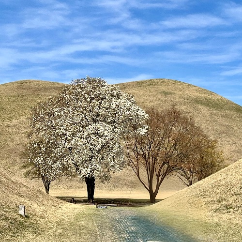 경주 대릉원