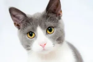 고양이
