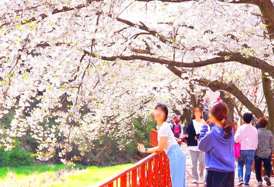 에덴벚꽃길 벚꽃축제