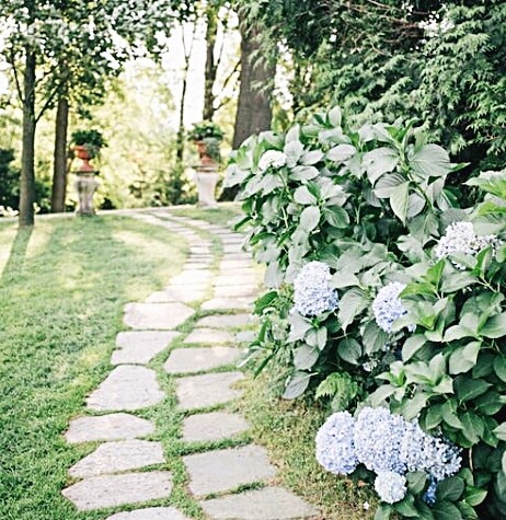 수국-피어있는-모습