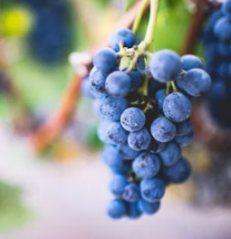 포도 효능 부작용