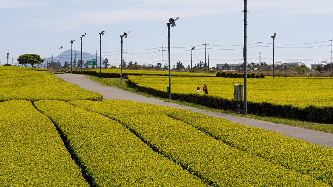 오설록 티뮤지엄