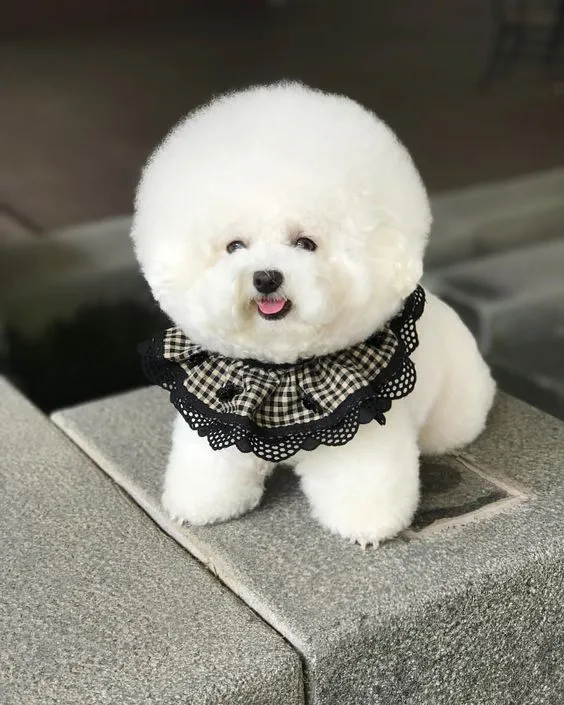 비숑 프리제 분양가격 종류 미니비숑 성격_4