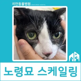노령 고양이 필수 관리법 4가지 건강 지키기_16