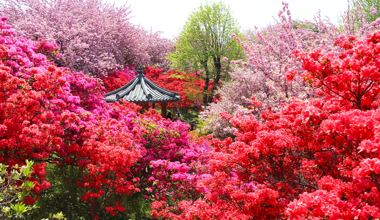 전북 6월 꽃구경 가볼만한곳 베스트 10&amp;#44; 갈만한 축제 여행지 추천