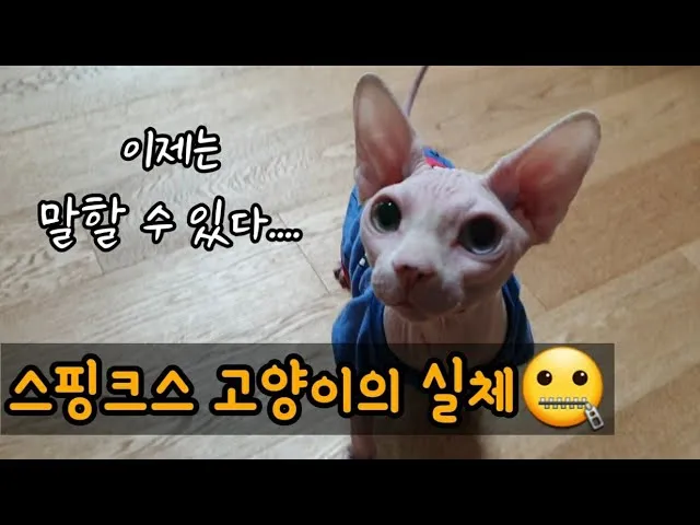 스핑크스 고양이 유전병_2