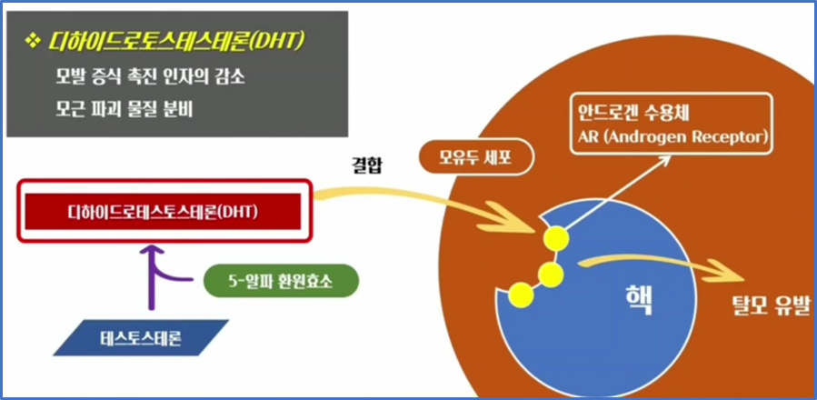 탈모두피