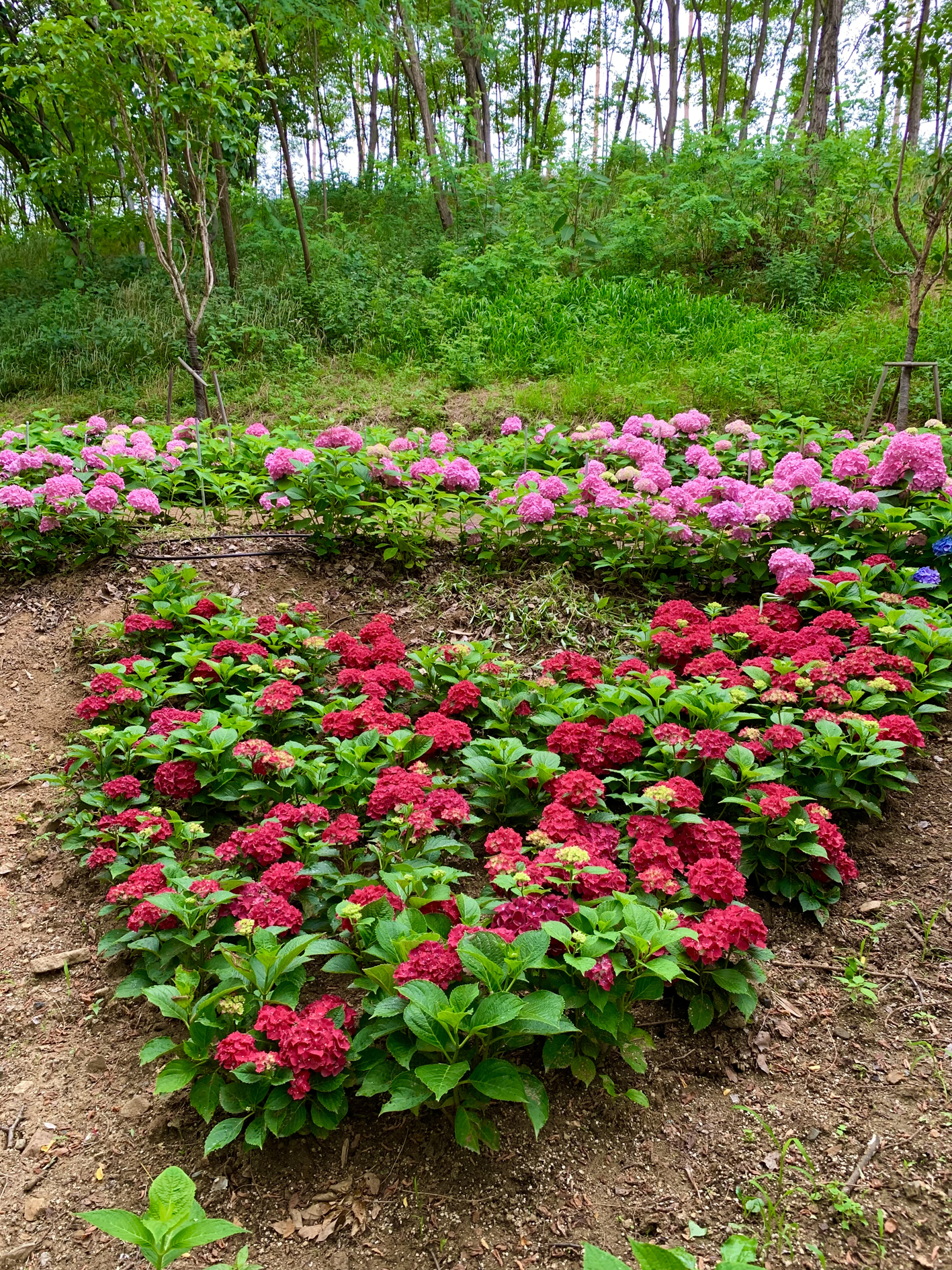 구미다온숲 수국핀 모습입니다.
