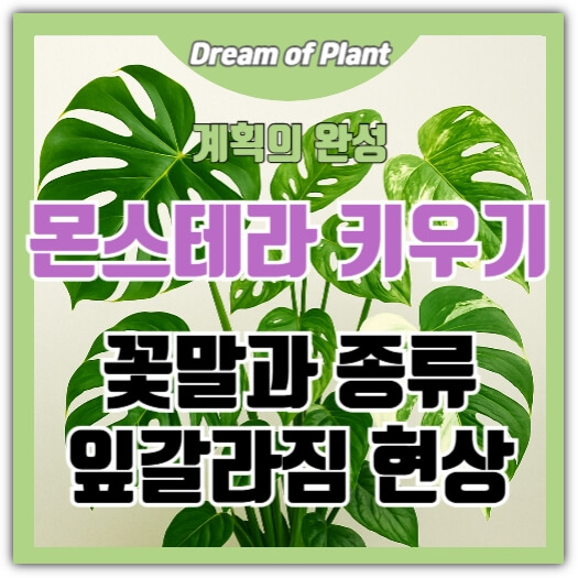 몬스테라 키우기 썸네일 이미지