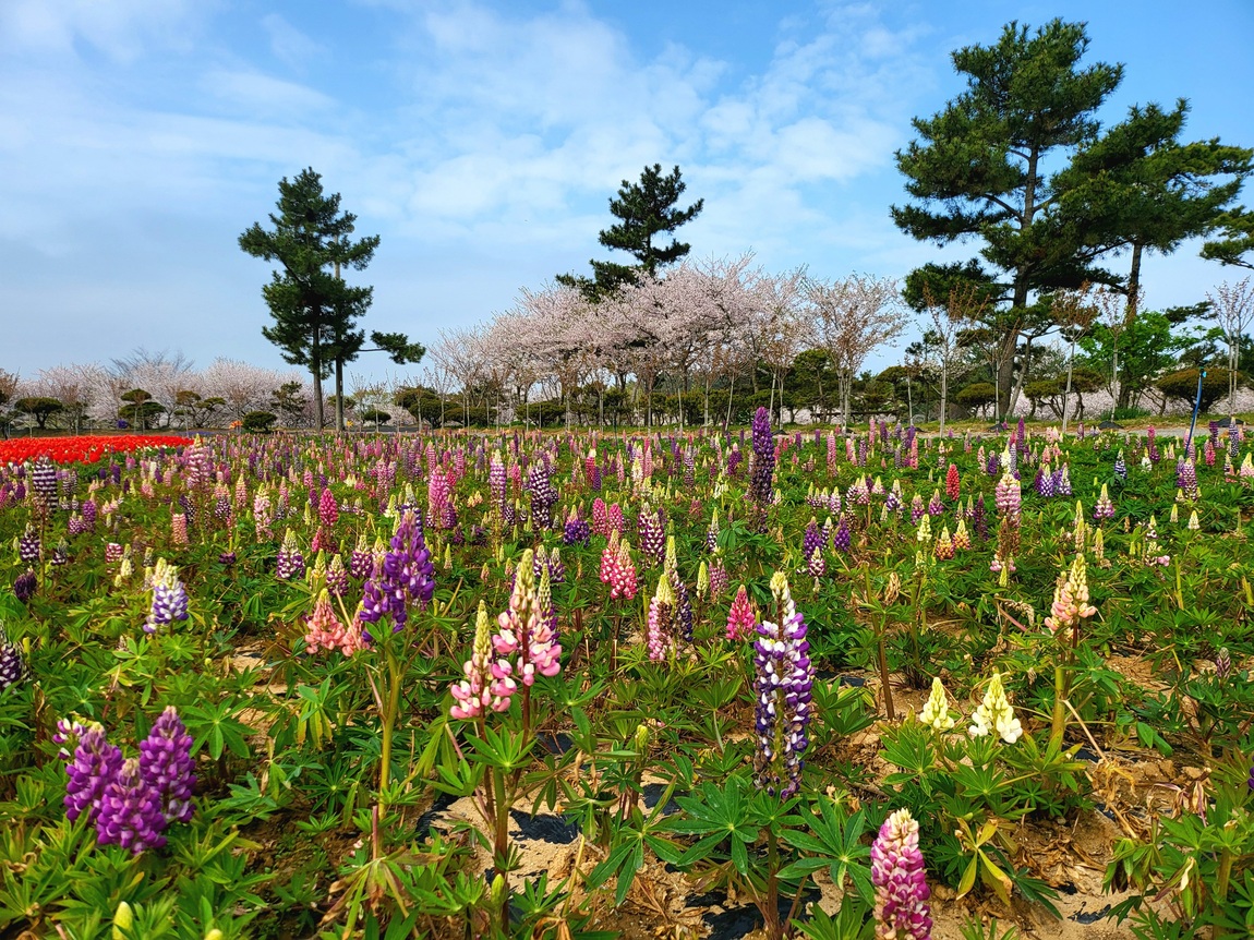 2025 태안 봄꽃 정원 기본정보