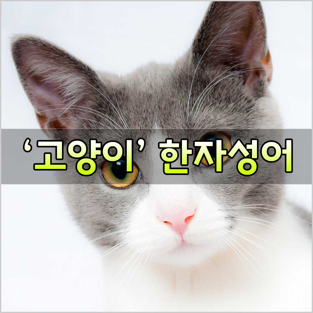 고양이사자성어