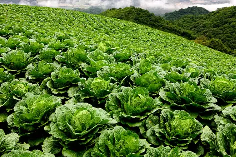 예소담-포기김치-재료-배추