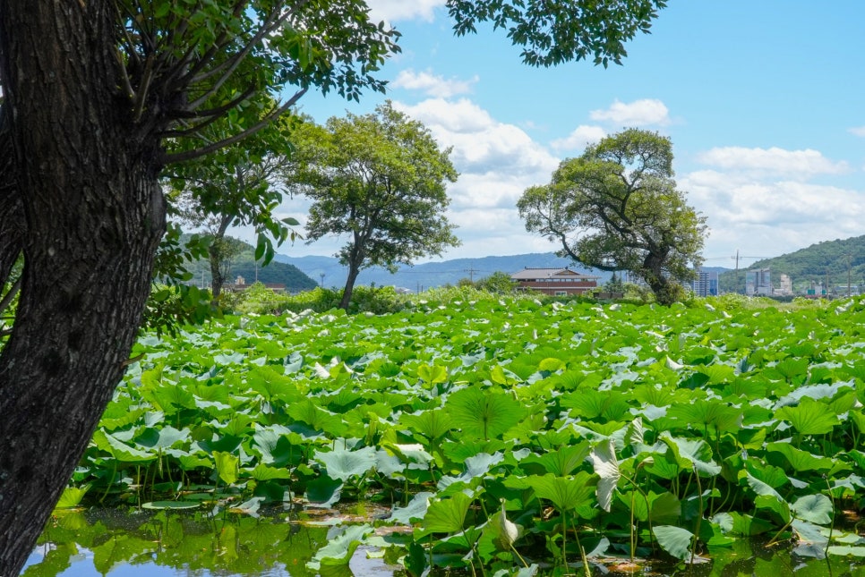 칠곡 달비못 풍경