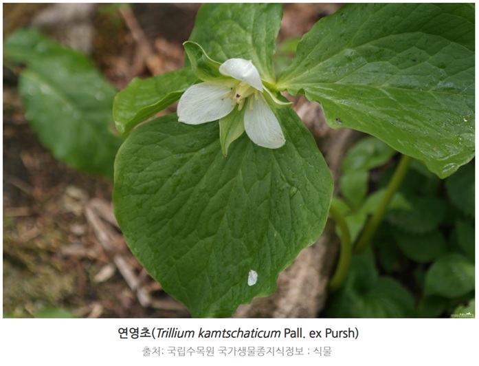 연영초 효능과 부작용, 복용방법
