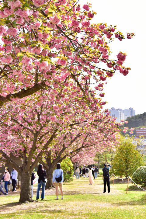 부산 겹벚꽃 명소 부산 유엔공원