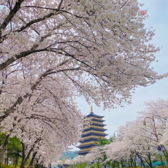 🚗 국내 봄 드라이브 코스 추천 ❘ 벚꽃, 유채꽃, 청보리밭 인생샷 명소!, 꿀팁, 숙소 추천, 시즌 추천, 장소