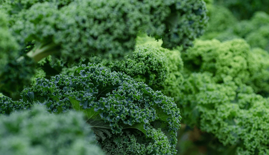 눈 건강에 좋은 음식 케일