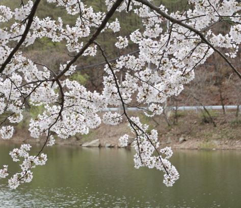 고성 벚꽃