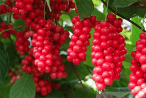 기관지에 좋은 음식15