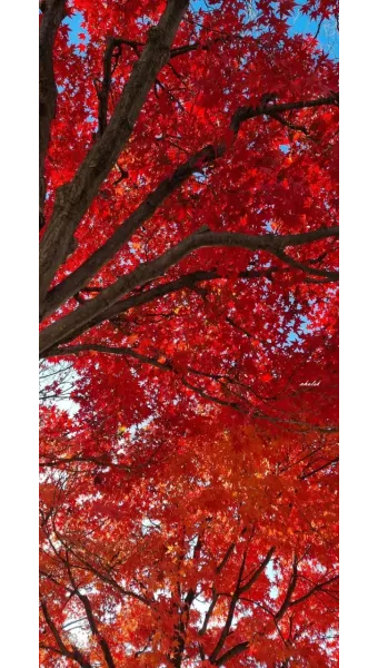 가을 단풍여행 베스트 명소 시니어 추천 코스 완벽 가이드_20