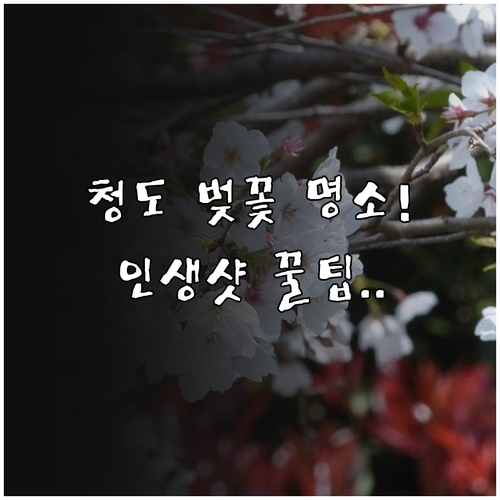 경북 청도 벚꽃 명소 베스트 3 개화..