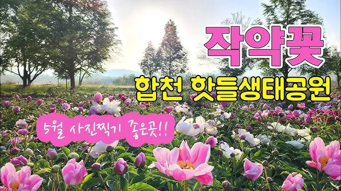 핫들생태공원 합천 산청 진달래축제_7