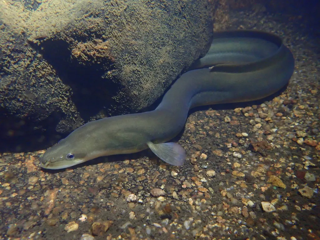 뱀장어(Anguilla japonica)