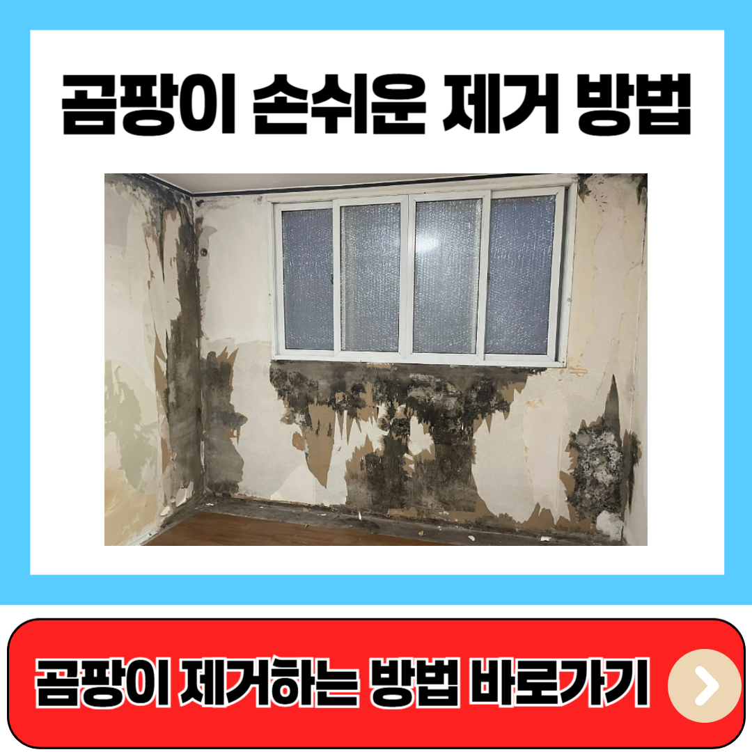 곰팡이 제거 방법