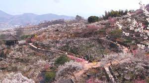 제23 회 광양매화 축제 기본 일정 및 프로그램 그리고 2024 신춘 음악회 공연 일정과 티켓팅 예매 방법