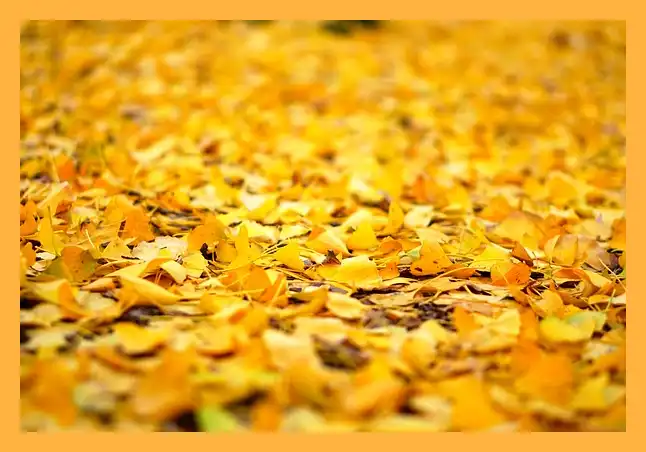 문광저수지 은행나무길