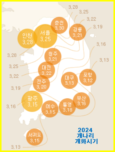 2024 개나리 개화시기 (네이버 제공)